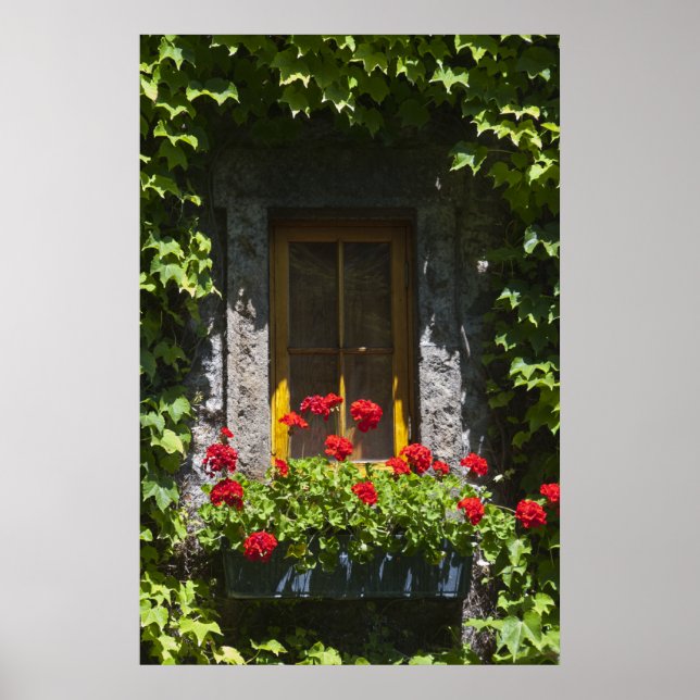 Rutan Red Geranium Window Poster (Framsidan)