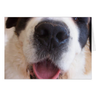 Ruthie's Nose Hälsningskort