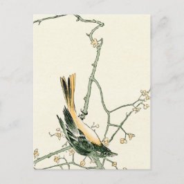 Ruticilla aurorea på plum gren - japansk konst vykort