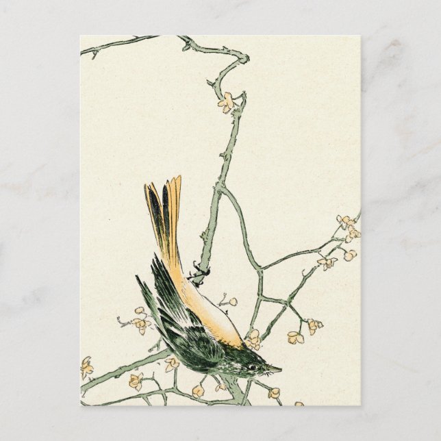 Ruticilla aurorea på plum gren - japansk konst vykort (Framsida)