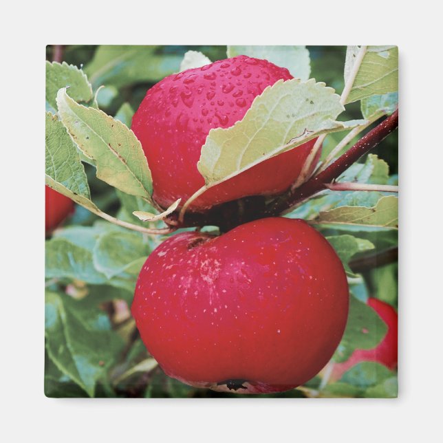 Rutnätsäpplen Magnet (Framsidan)