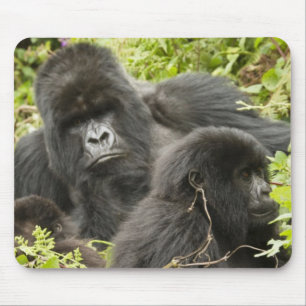 Rwanda, nationalpark Volcanoes Musmatta