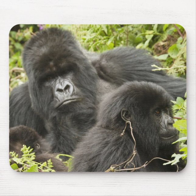 Rwanda, nationalpark Volcanoes Musmatta (Framsidan)