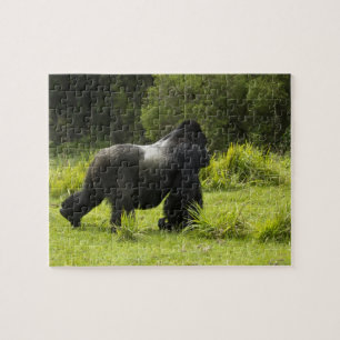 Rwanda, nationalpark Vulkaner Pussel