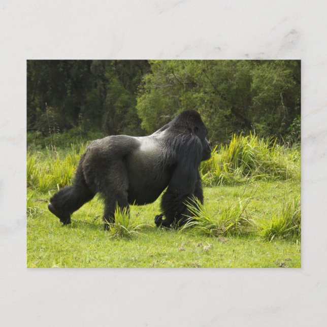 Rwanda, nationalpark Vulkaner Vykort (Framsida)