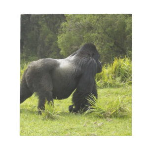 Rwanda, nationalparken Volcanoes Anteckningsblock