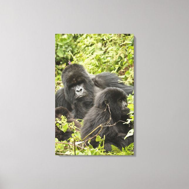Rwanda, nationalparken Volcanoes Canvastryck (Framsida)