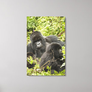 Rwanda, nationalparken Volcanoes Canvastryck