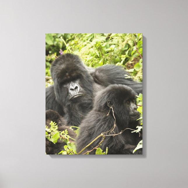 Rwanda, nationalparken Volcanoes Canvastryck (Framsida)