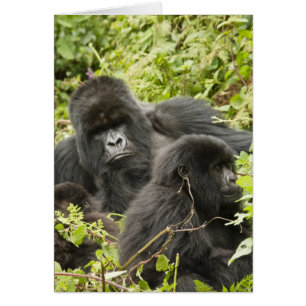 Rwanda, nationalparken Volcanoes Hälsningskort