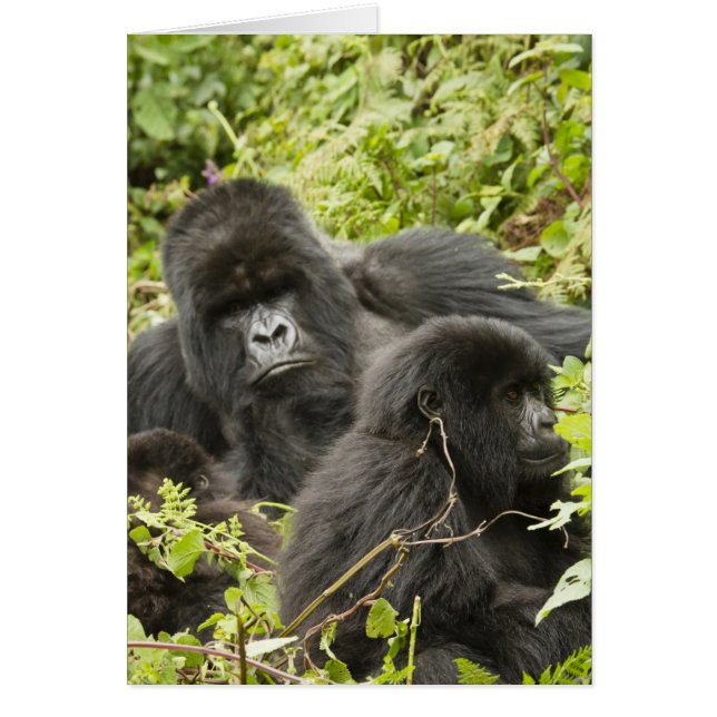 Rwanda, nationalparken Volcanoes Hälsningskort (Framsidan)