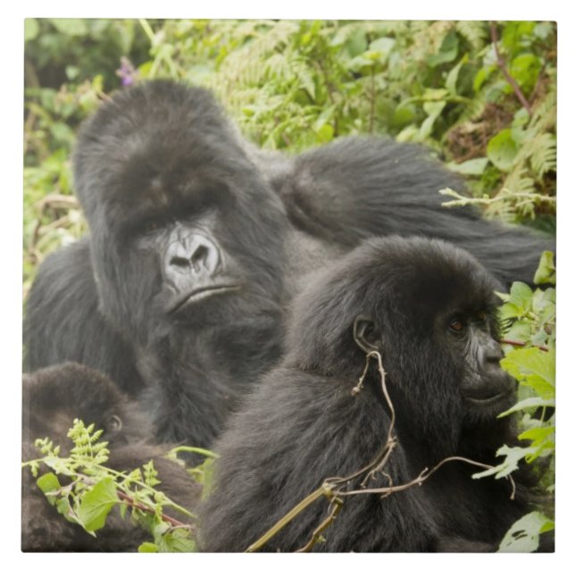 Rwanda, nationalparken Volcanoes Kakelplatta (Framsidan)