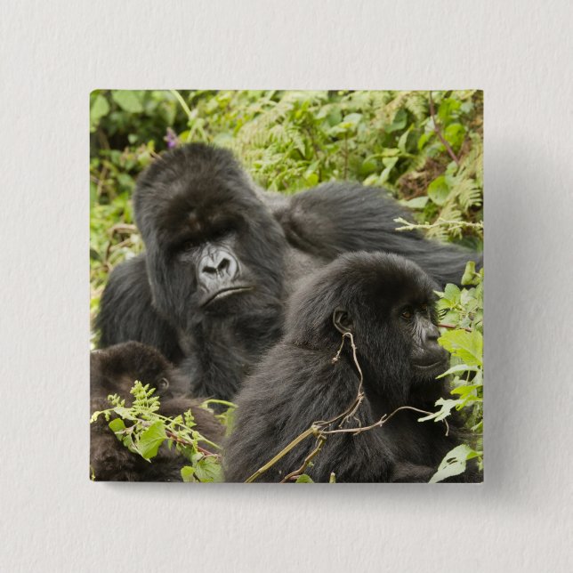 Rwanda, nationalparken Volcanoes Knapp (Framsida)