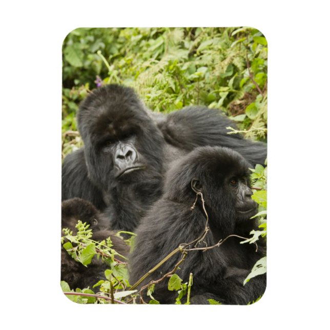 Rwanda, nationalparken Volcanoes Magnet (Vertikal)