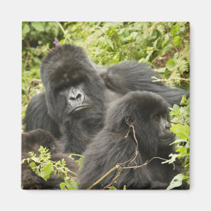 Rwanda, nationalparken Volcanoes Magnet