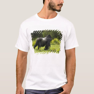 Rwanda, nationalparken Volcanoes Tee