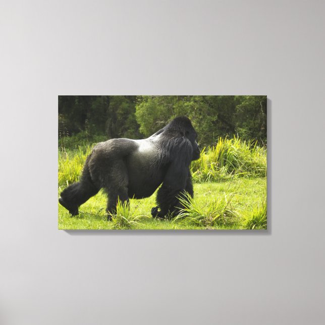 Rwanda, Volcanoes nationalpark Canvastryck (Framsida)
