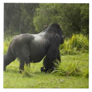 Rwanda, Volcanoes nationalpark Kakelplatta