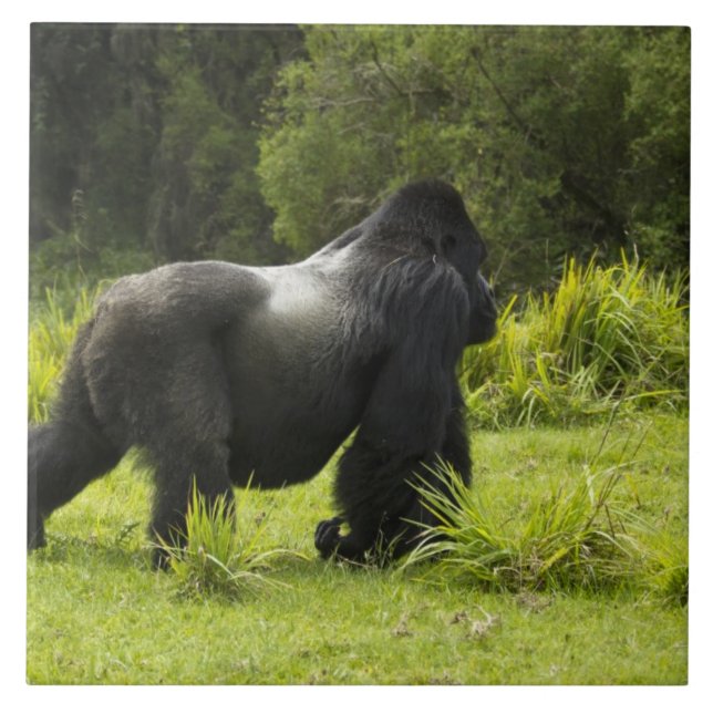 Rwanda, Volcanoes nationalpark Kakelplatta (Framsidan)