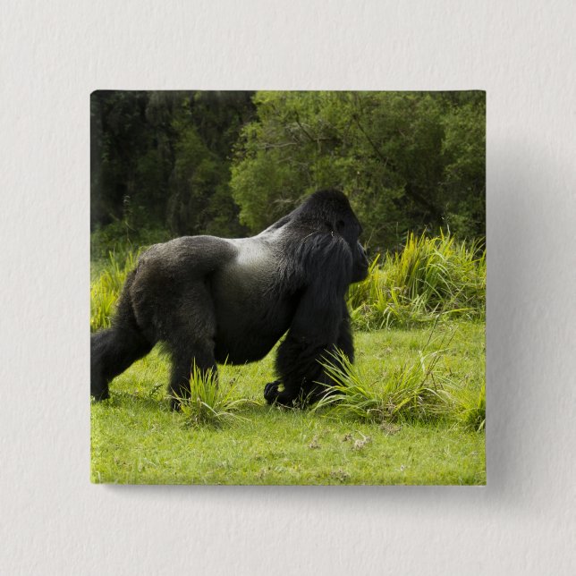 Rwanda, Volcanoes nationalpark Knapp (Framsida)