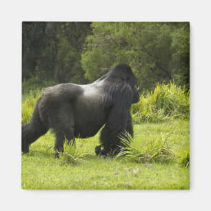 Rwanda, Volcanoes nationalpark Magnet