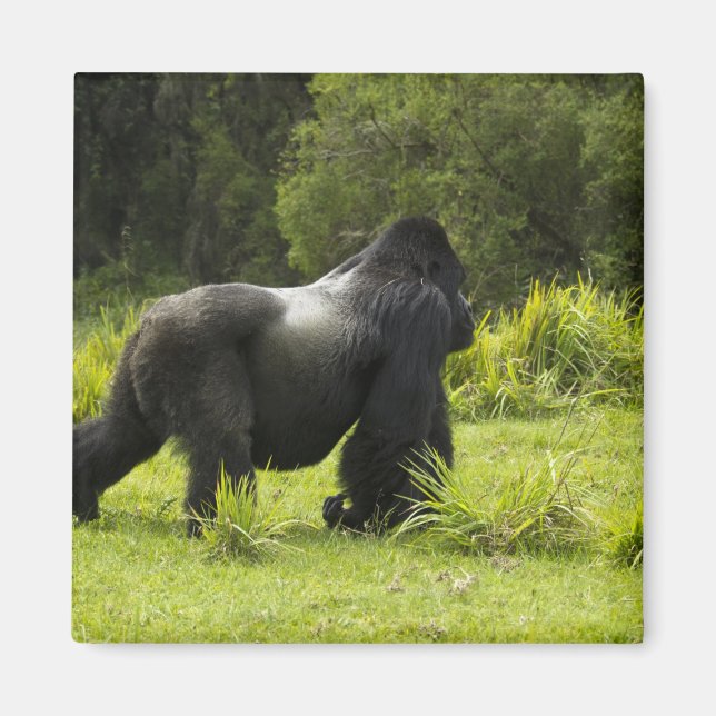 Rwanda, Volcanoes nationalpark Magnet (Framsidan)