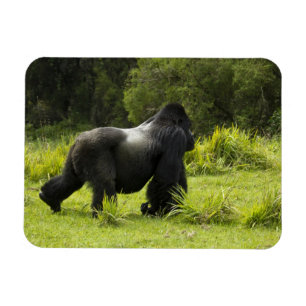 Rwanda, Volcanoes nationalpark Magnet
