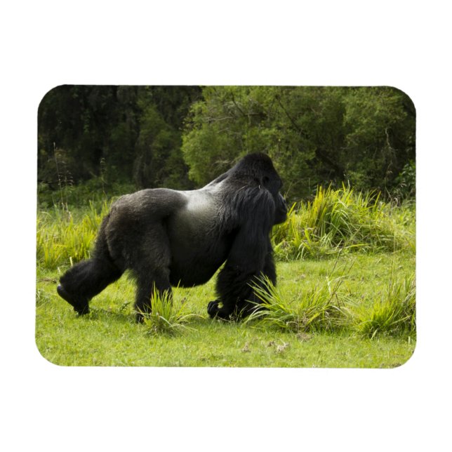 Rwanda, Volcanoes nationalpark Magnet (Horisontell)