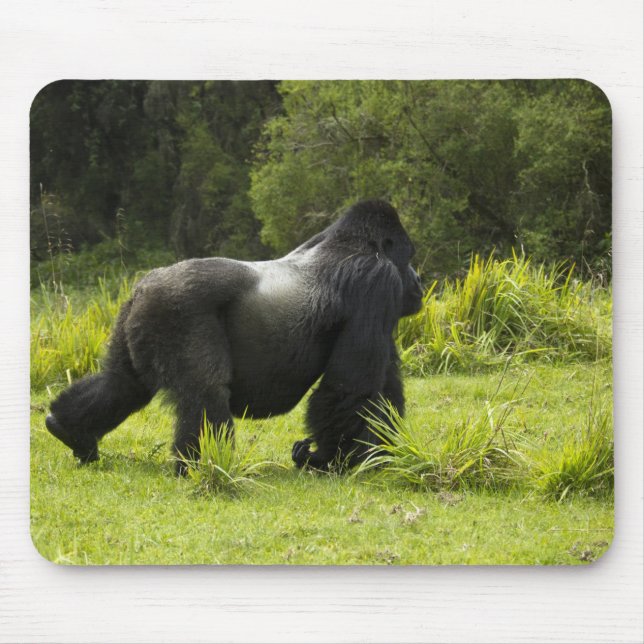 Rwanda, Volcanoes nationalpark Musmatta (Framsidan)