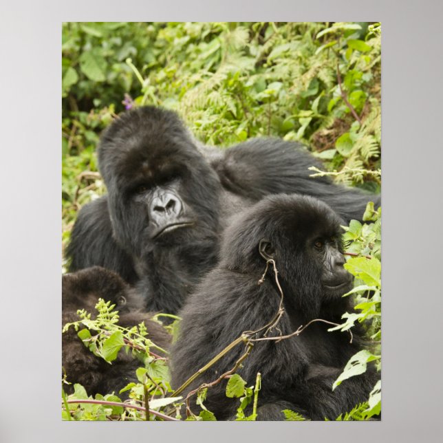 Rwanda, Vulkanernas nationalpark. Berg Poster (Framsidan)