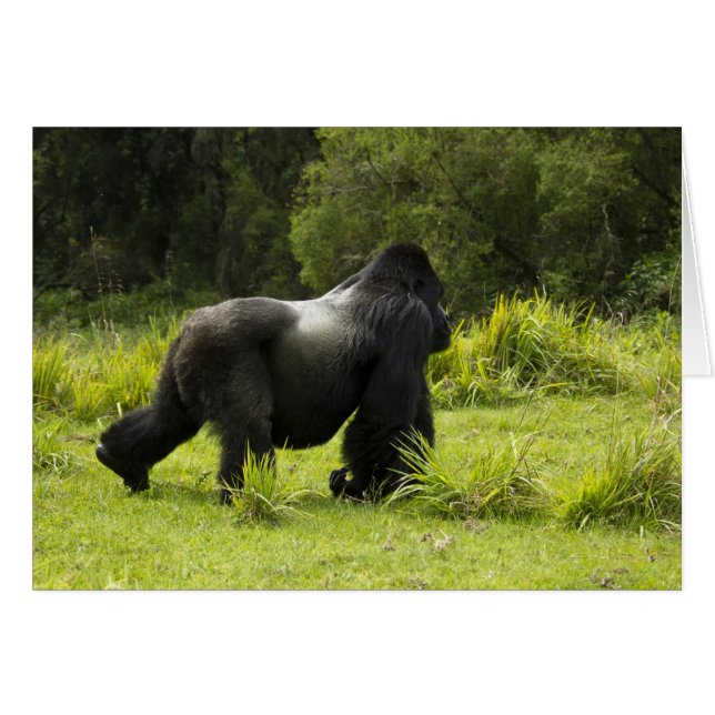 Rwanda, Vulkanernas nationalpark Hälsningskort (Framsidan Horizontal)