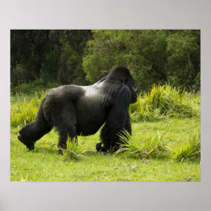 Rwanda, Vulkanernas nationalpark Poster