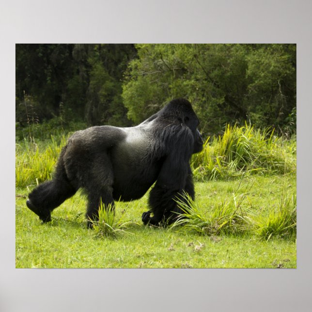 Rwanda, Vulkanernas nationalpark Poster (Framsidan)