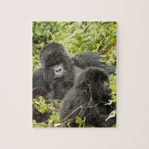 Rwanda, Vulkanernas nationalpark Pussel