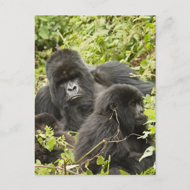 Rwanda, Vulkanernas nationalpark Vykort (Framsida)