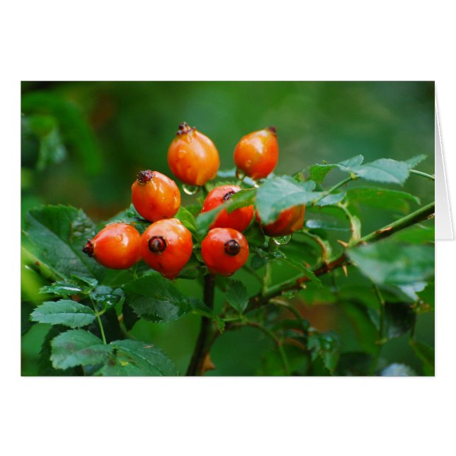 Rygg efter regn 3 hälsningskort (Framsidan Horizontal)