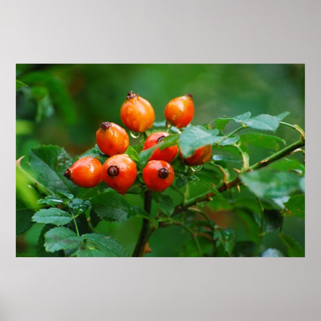 Rygg efter regn poster (Framsidan)