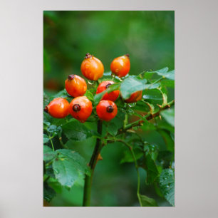Rygg efter regn poster