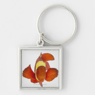 Rygg-kind anemonefish (den Premnas biaculeatusen) Fyrkantig Silverfärgad Nyckelring