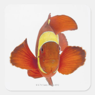 Rygg-kind anemonefish (den Premnas biaculeatusen) Fyrkantigt Klistermärke