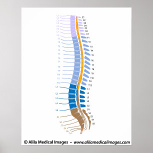 Ryggmärg och ryggmärg, medicinskt teckning. poster