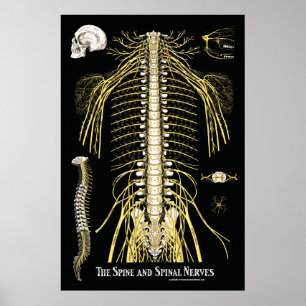 Ryggrad och ryggmärgsnässelfeber Chiropraktik Poster