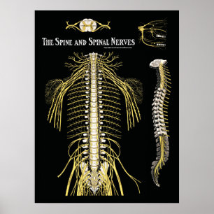 Ryggrad och ryggmärgsnässelfeber Chiropraktik Poster