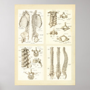 Ryggrad och Vertebrae Anatomy Poster