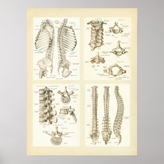 Ryggrad och Vertebrae Anatomy Poster (Framsidan)