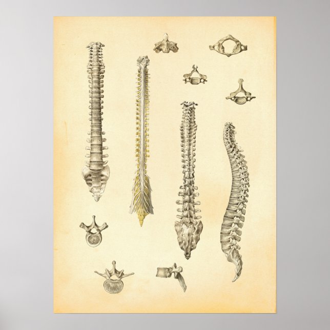 Ryggrad och Vertebrae Anatomy Poster Chiropraktic (Framsidan)
