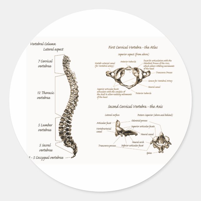 Ryggrad Runt Klistermärke (Framsida)
