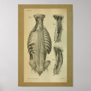 Ryggrads- muskler 1850 för vintageanatomitryck poster