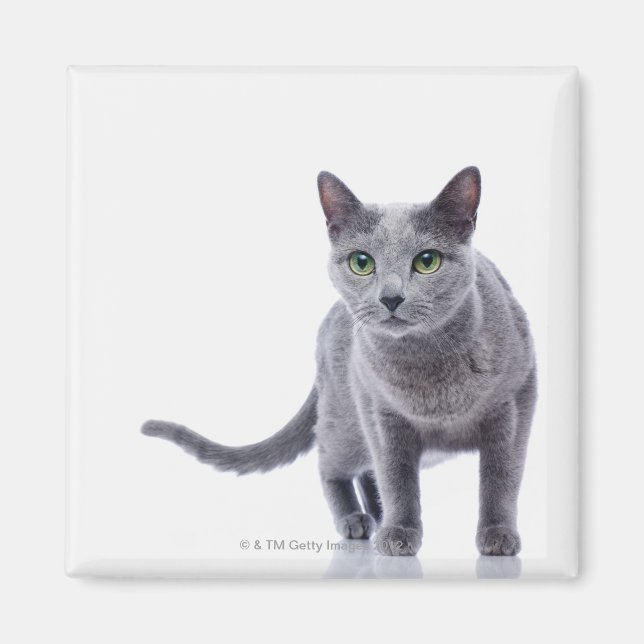 Rysk blå katt magnet (Framsidan)