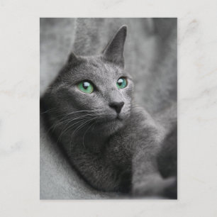 Rysk-blå katt-med-grönt-ögon vykort
